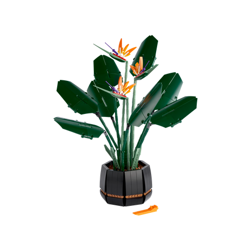 Bird of Paradise
