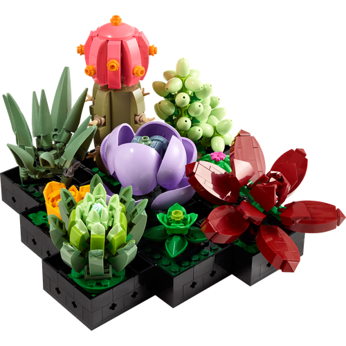 Succulents