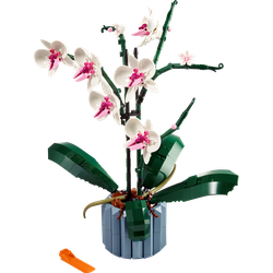 Orchidea