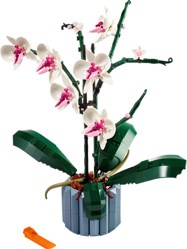 Orchid