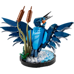 Kingfisher Bird, zdjęcie 1