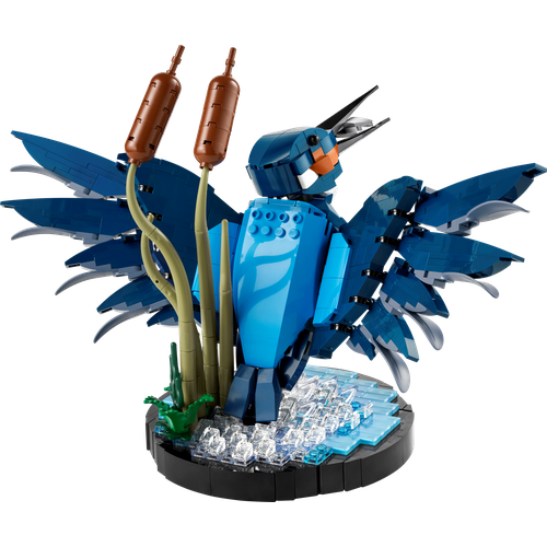 Kingfisher Bird