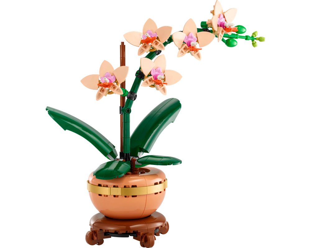 Phalaenopsis Fullers Rabbit Online Purchase