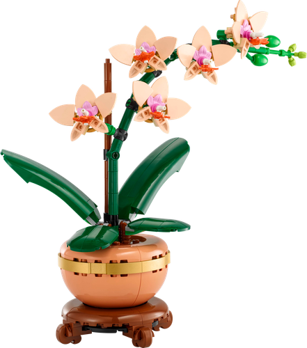 Mini Orchid
