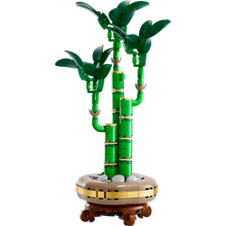 Dracena sandera