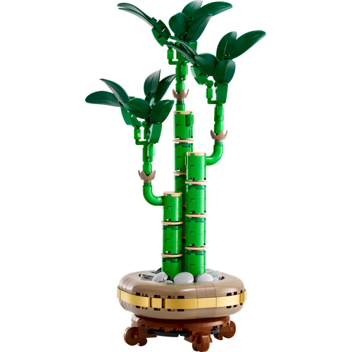 Lucky Bamboo