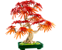 パーツ red tree Japanese Red Maple Bonsai Tree 10348 | The Botanical