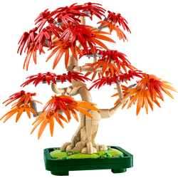 Klon palmowy bonsai