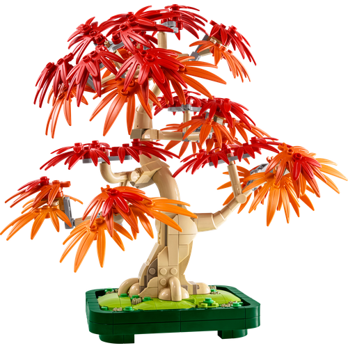 Japanese Red Maple Bonsai Tree