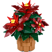 Poinsettia