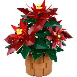 Poinsettia, zdjęcie 1
