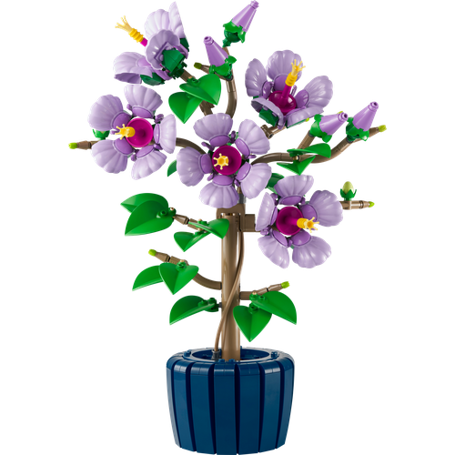 Hibiscus