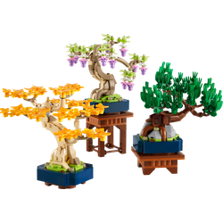 Małe drzewka bonsai