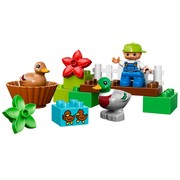 Forest: Ducks