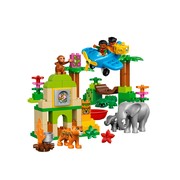 Jungle