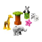 Baby Animals