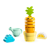 Growing Carrot