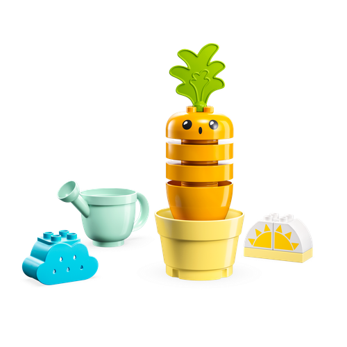 Growing Carrot