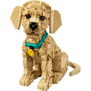 Golden Retriever Puppy
