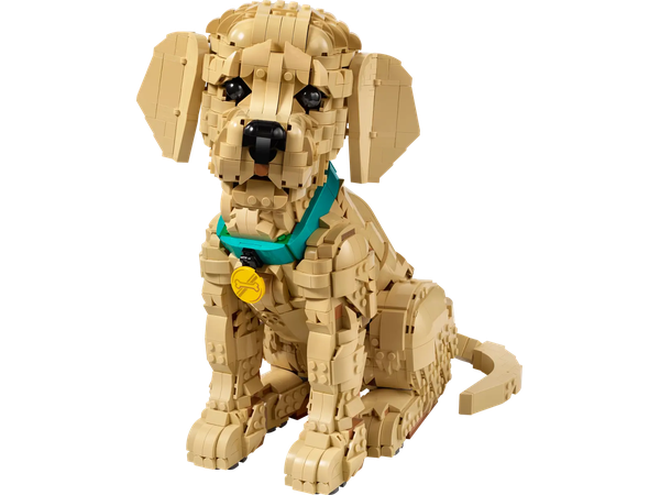 Le Chiot Golden Retriever 11384