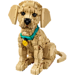 Szczeniak golden retriever