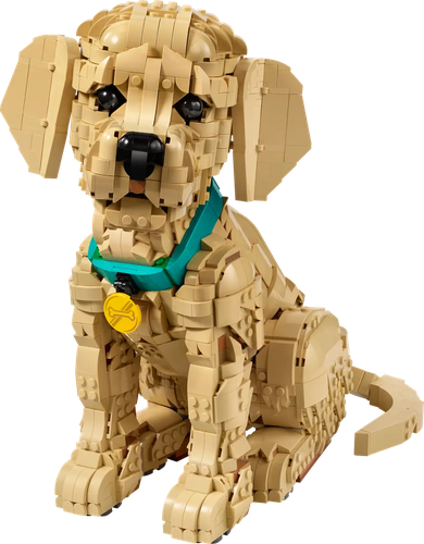 Golden Retriever Puppy