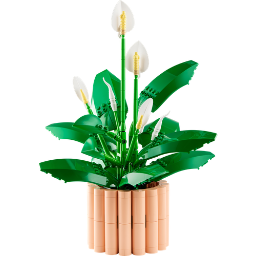 Peace Lily
