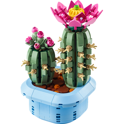 Flowering Cactus