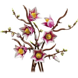 Gałązki magnolii