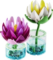 Water Lilies
