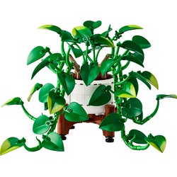 Hanging Golden Pothos