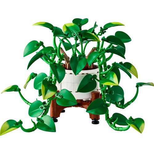 Hanging Golden Pothos