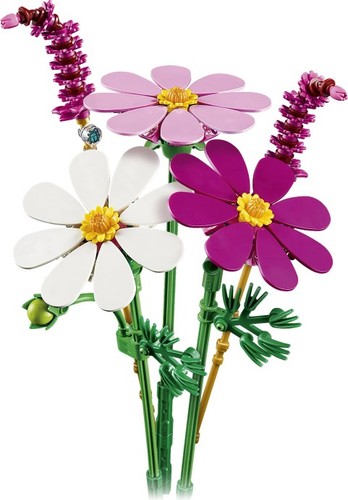Cosmos Flowers