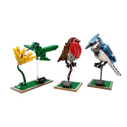 Birds, zdjęcie 1