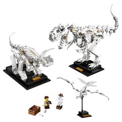Dinosaur Fossils, zdjęcie 1