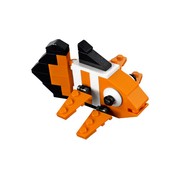 Clown Fish