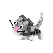 Cute Kitten