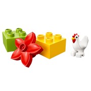 Farm - Chicken
