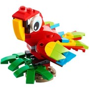 Tropical Parrot