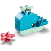 Whale