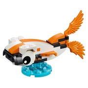 Koi Fish