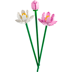 Lotus Flowers, zdjęcie 1