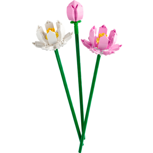 Lotus Flowers