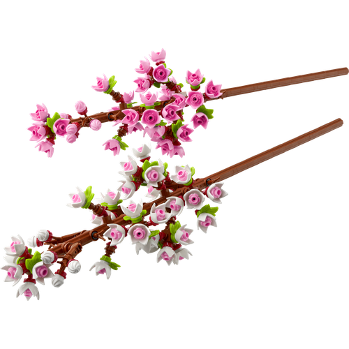 Cherry Blossoms