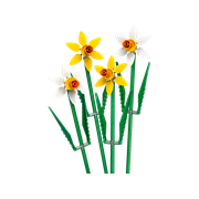 Daffodils