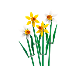 Daffodils, zdjęcie 1