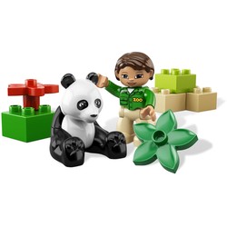 Panda, zdjęcie 1