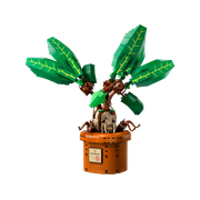 Mandrake