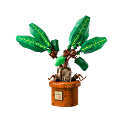 Mandragora