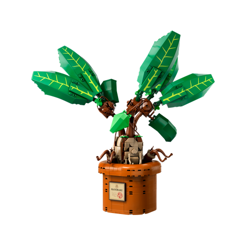 Mandrake